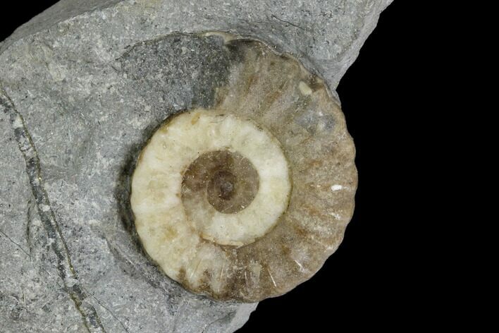 Fossil Ammonite (Promicroceras) - Lyme Regis #110691